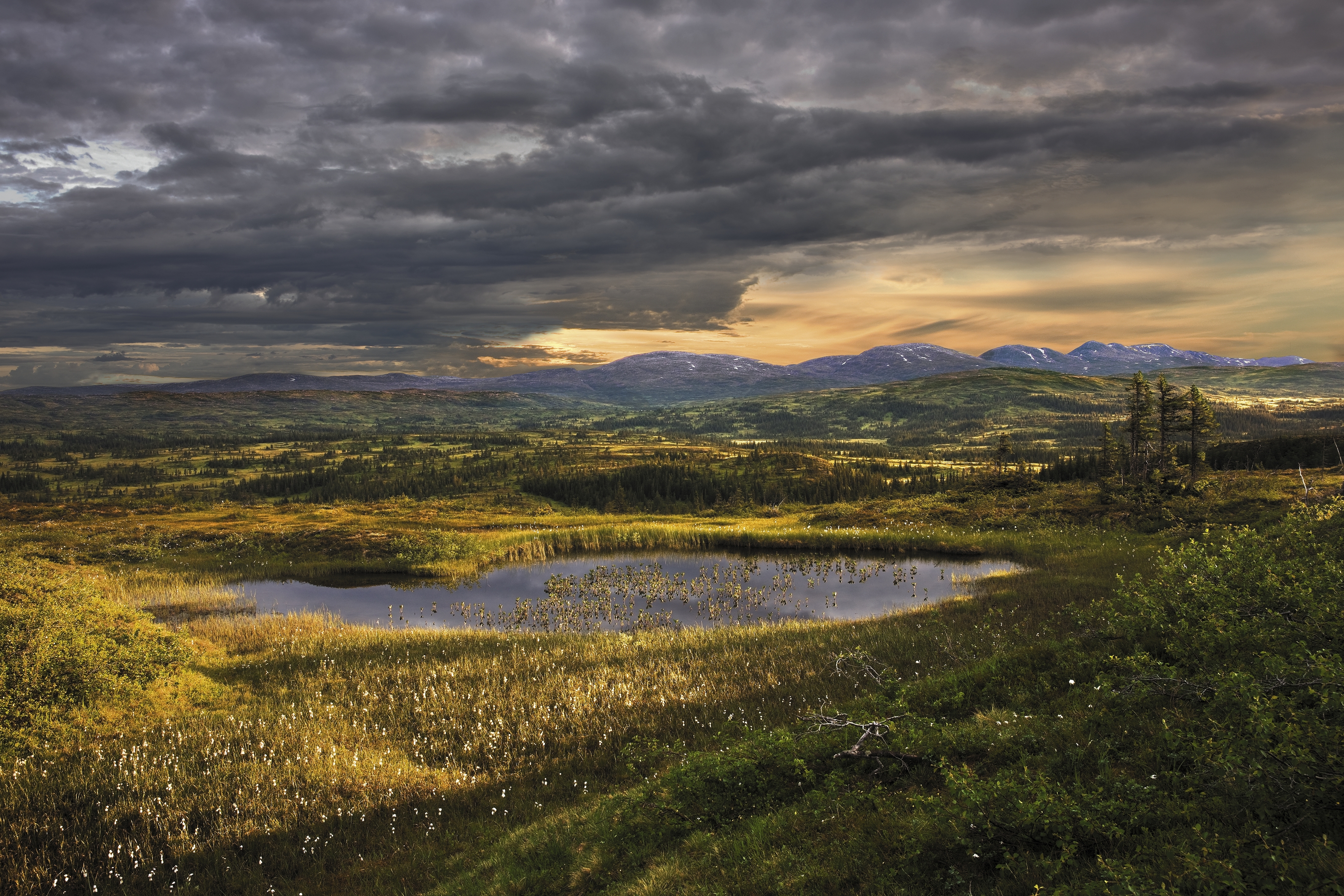 Nasjonalparkbauta