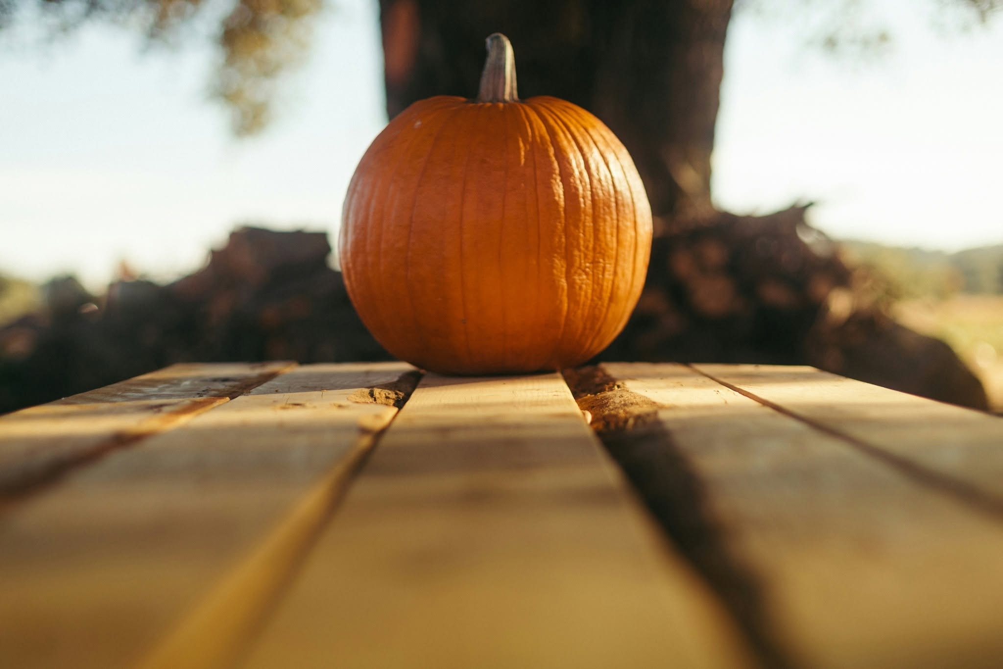 Gresskarutskjæring for barn på Lundbergs Planteskole 🎃