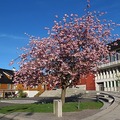 Kulturkammeret