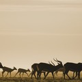 Bangweulu Wetlands