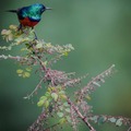 Nyungwe National Park