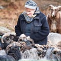 Osterøy Ysteri