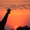 Zakouma National Park