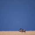 Liuwa Plain National Park