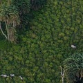 Odzala-Kokoua National Park