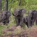 Nkhotakota Wildlife Reserve