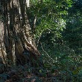 Mangochi Forest Reserve