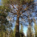 Storfurua