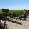 Valle del Maipo