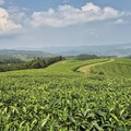 Gisakura Tea Estate