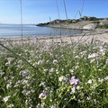 Grønnbauen