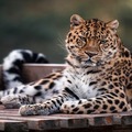 Amurleopard