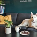 Café Huskies