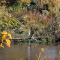 Minthorn Springs Wetland