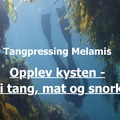 Tangpressing Melamis