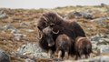 Dovrefjell-Sunndalsfjella