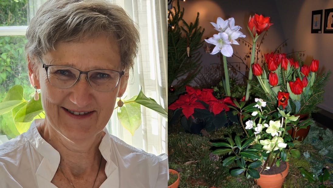 Mose, amaryllis og muskat – om blomster, krydder og andre planter til jul