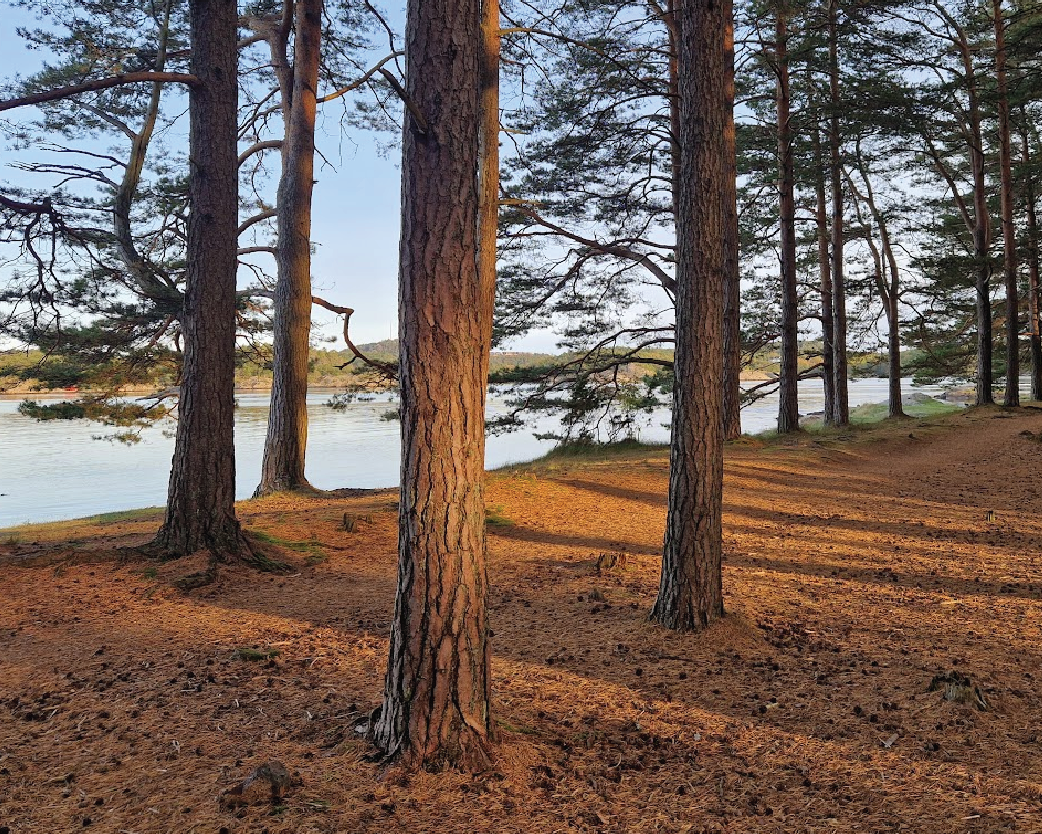 Hove forest