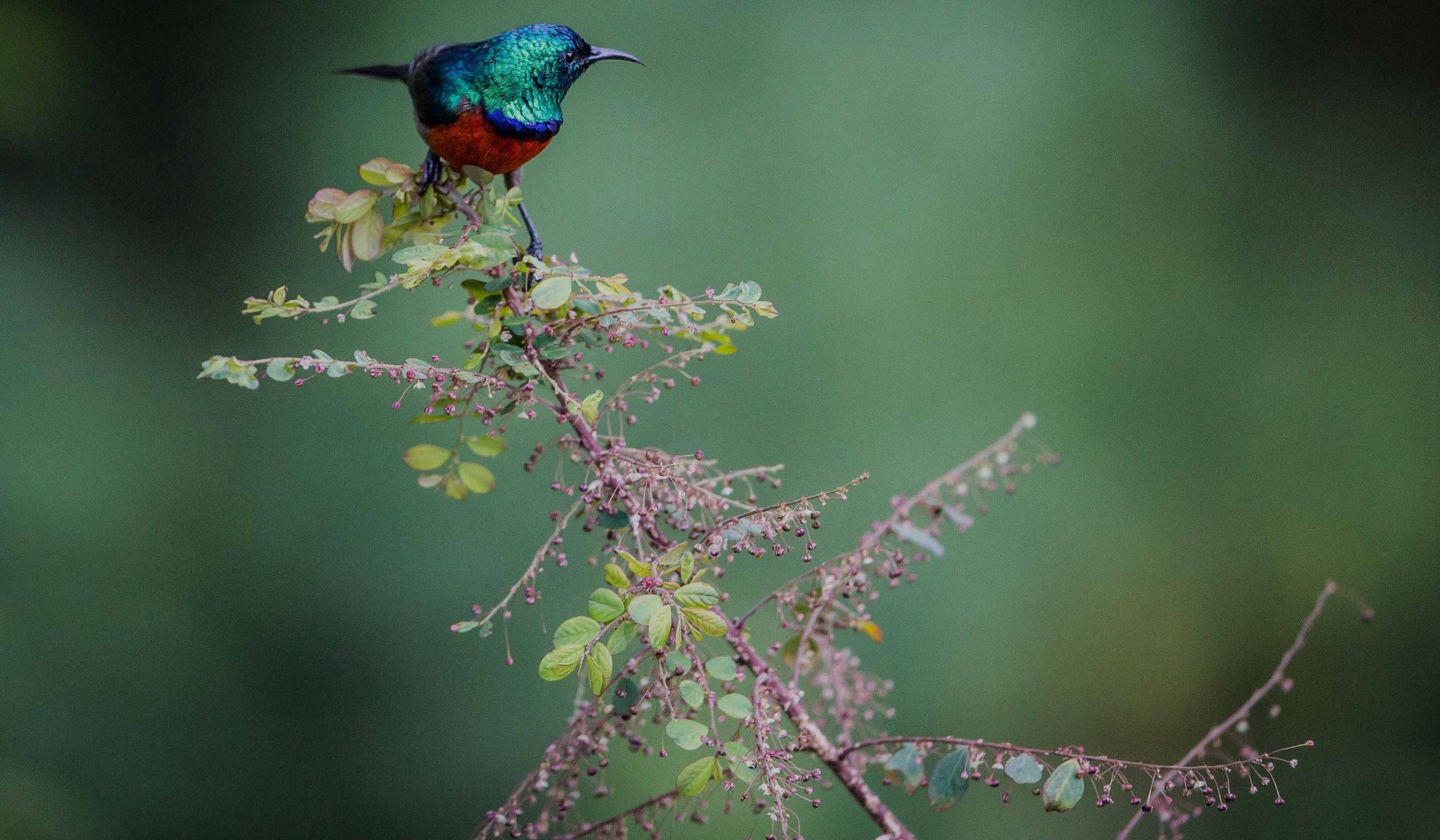 Nyungwe National Park. Photo: © Scott Ramsay / African Parks