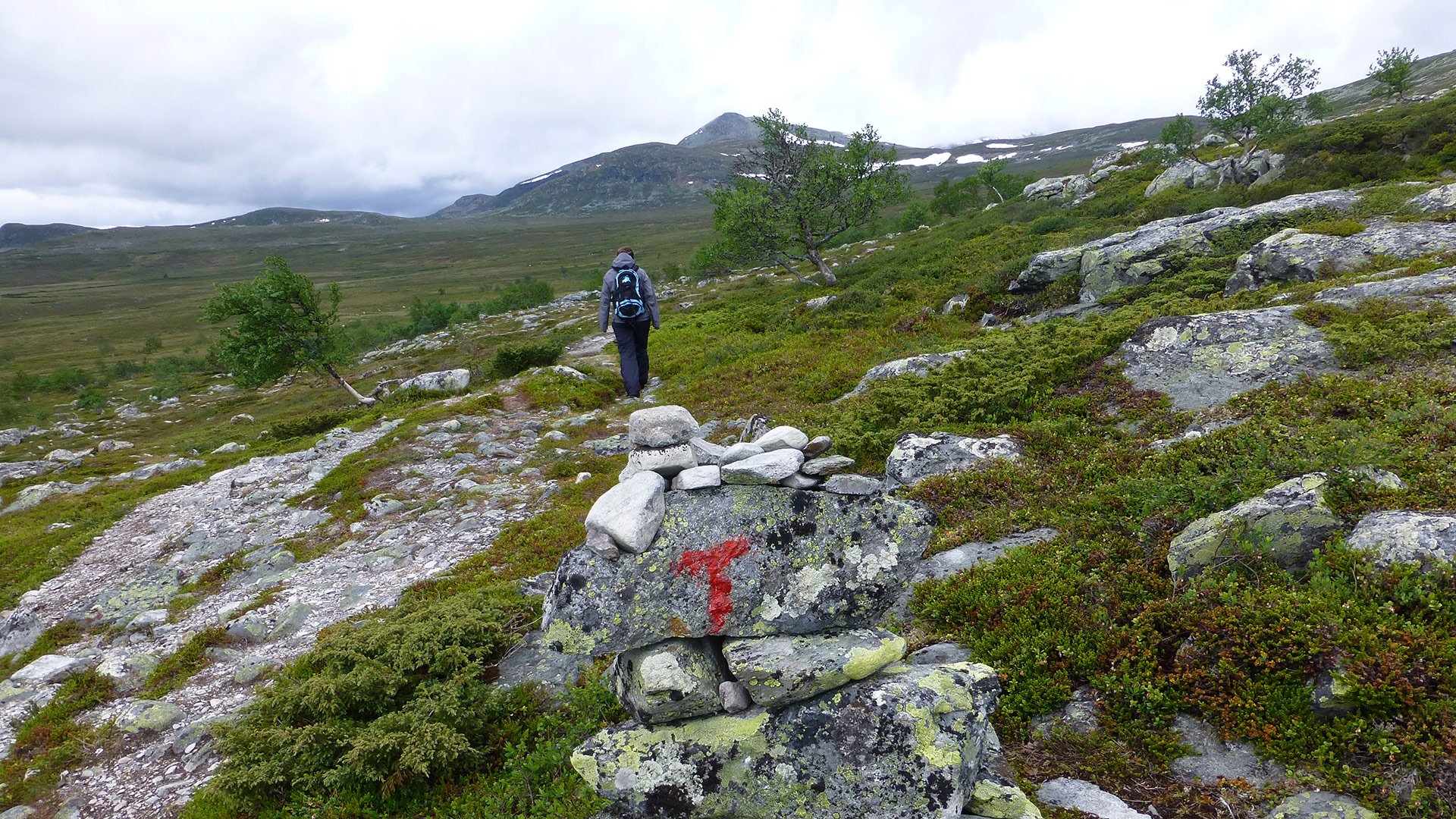 Startpunkt Valdalsfjellet. Photo: Valdalsfjellet. Foto: Kirsten Thyrum (Femundsmarka nasjonalpark)