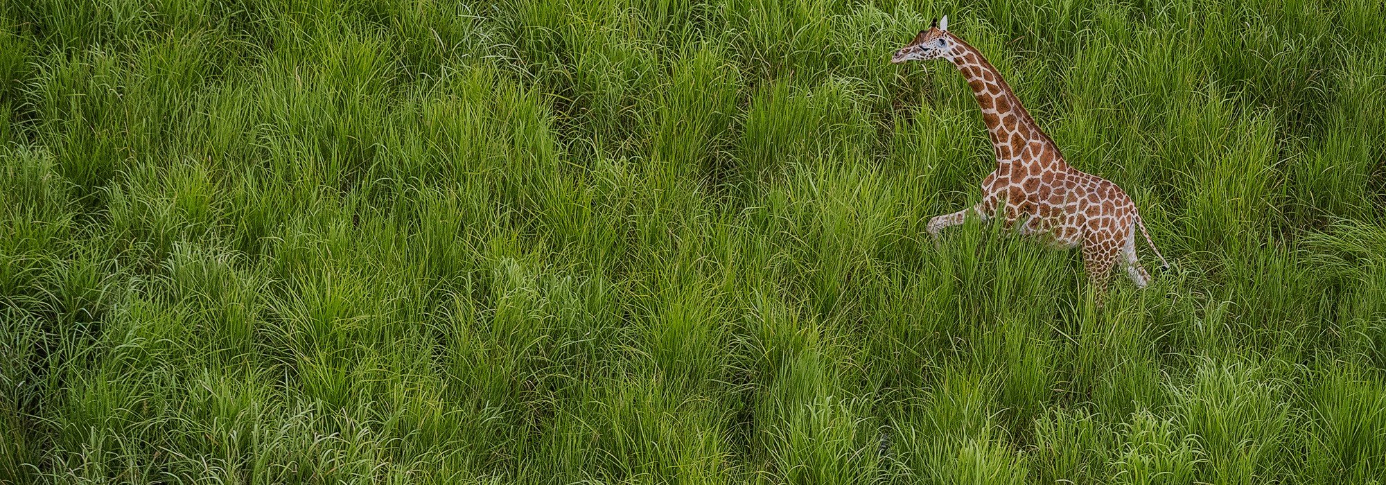 Garamba National Park. Photo: © Marcus Westberg / African Parks
