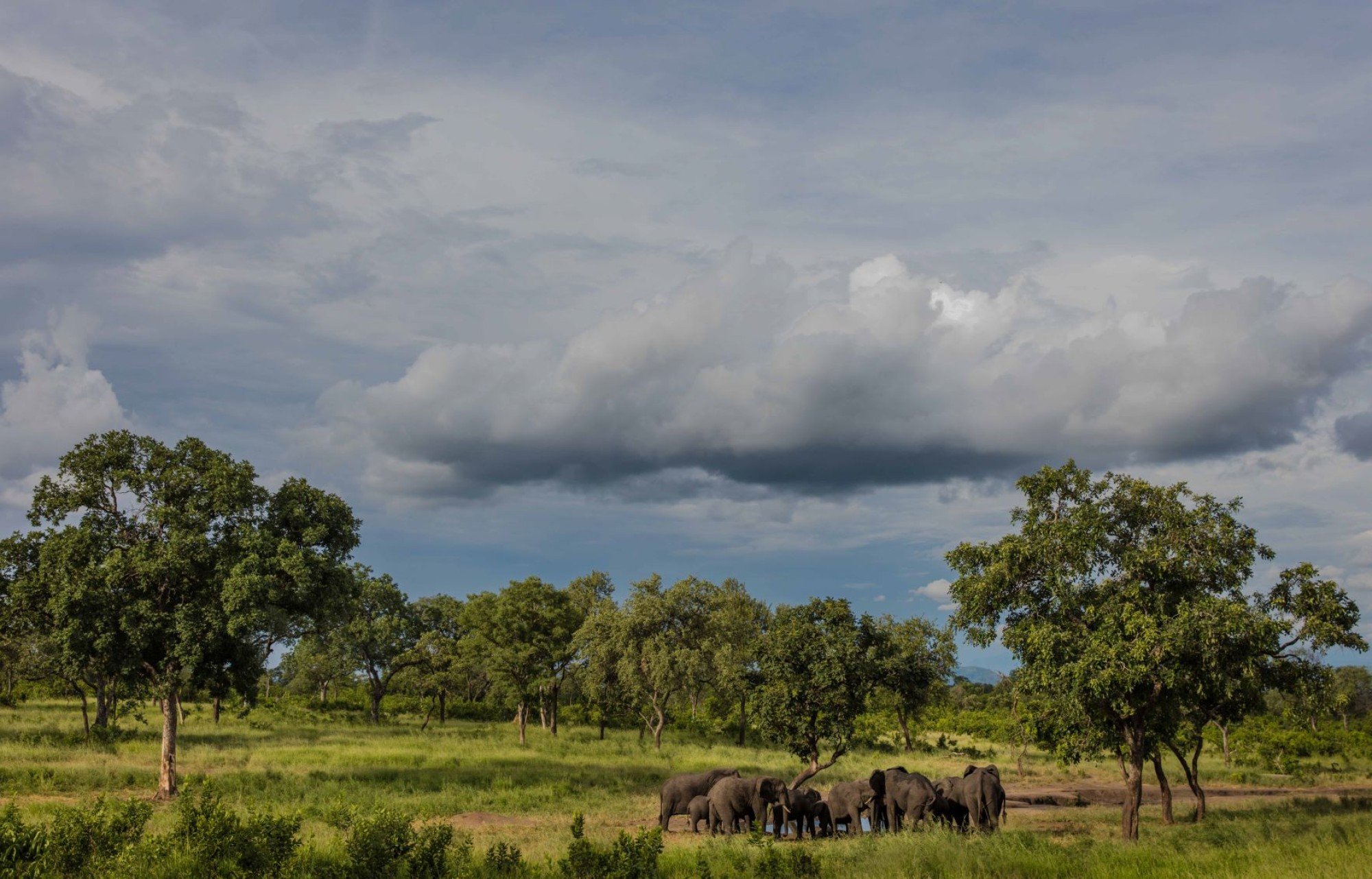 Majete Wildlife Reserve. Photo: © Marcus Westberg / African Parks