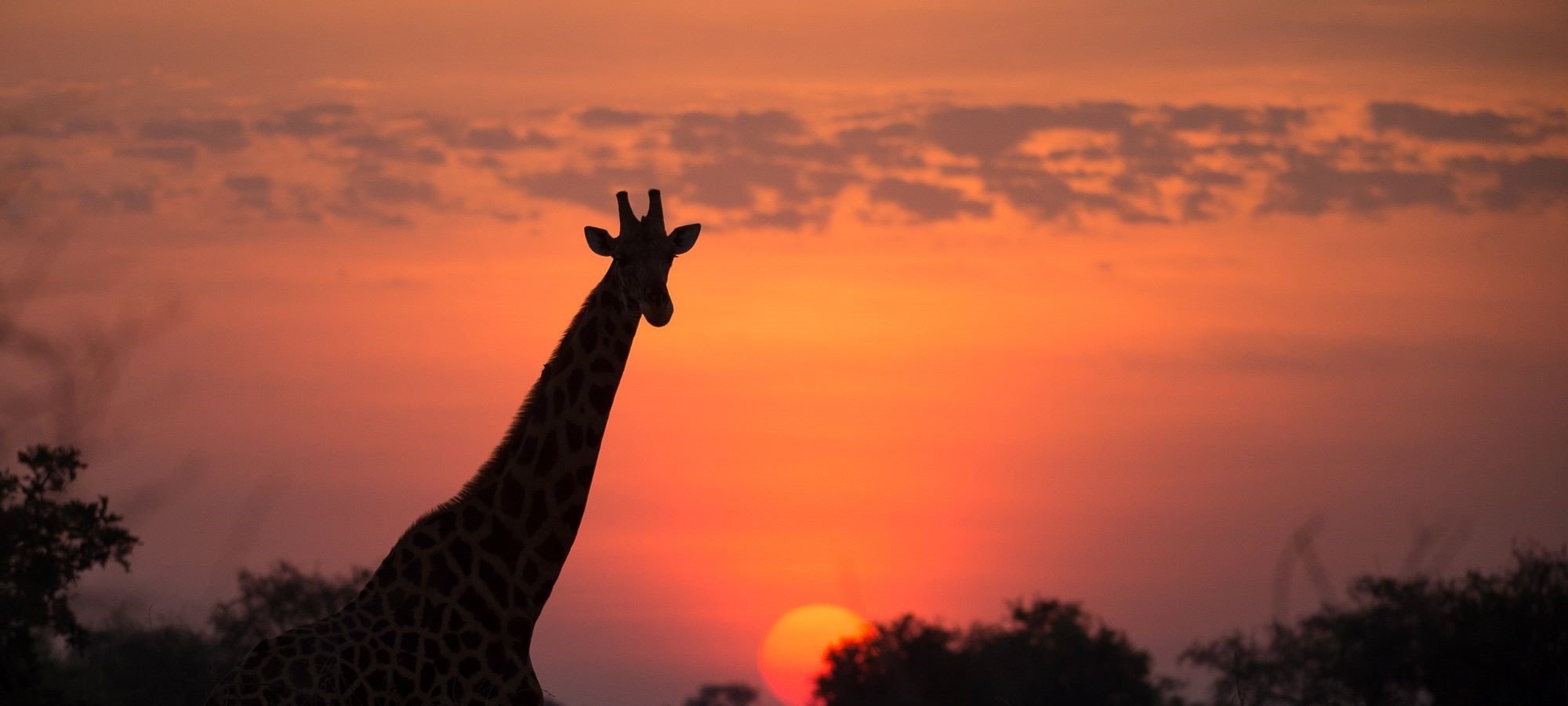 Zakouma National Park. Photo: © Marcus Westberg / African Parks