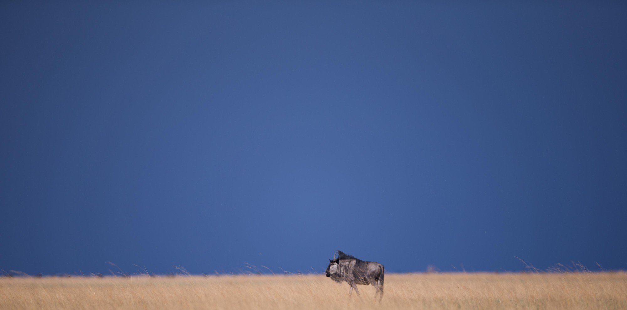 Liuwa Plain National Park. Photo: © Will Burrard Lucas / African Parks