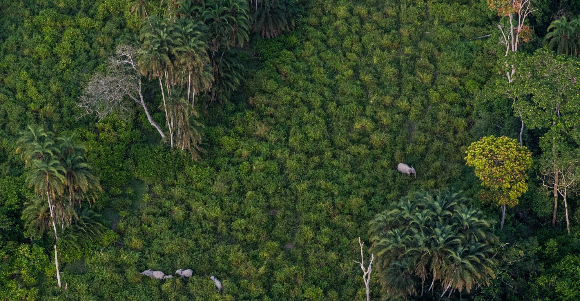 Odzala-Kokoua National Park. Photo: © Marcus Westberg / African Parks