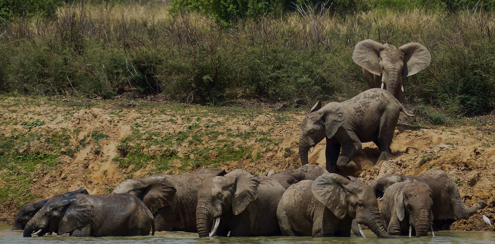 W National Park. Photo: © Julien Chevillot / African Parks