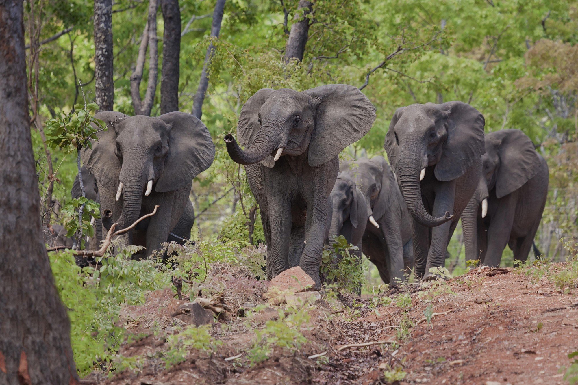 Nkhotakota Wildlife Reserve. Photo: © Frank Weitzer / African Parks