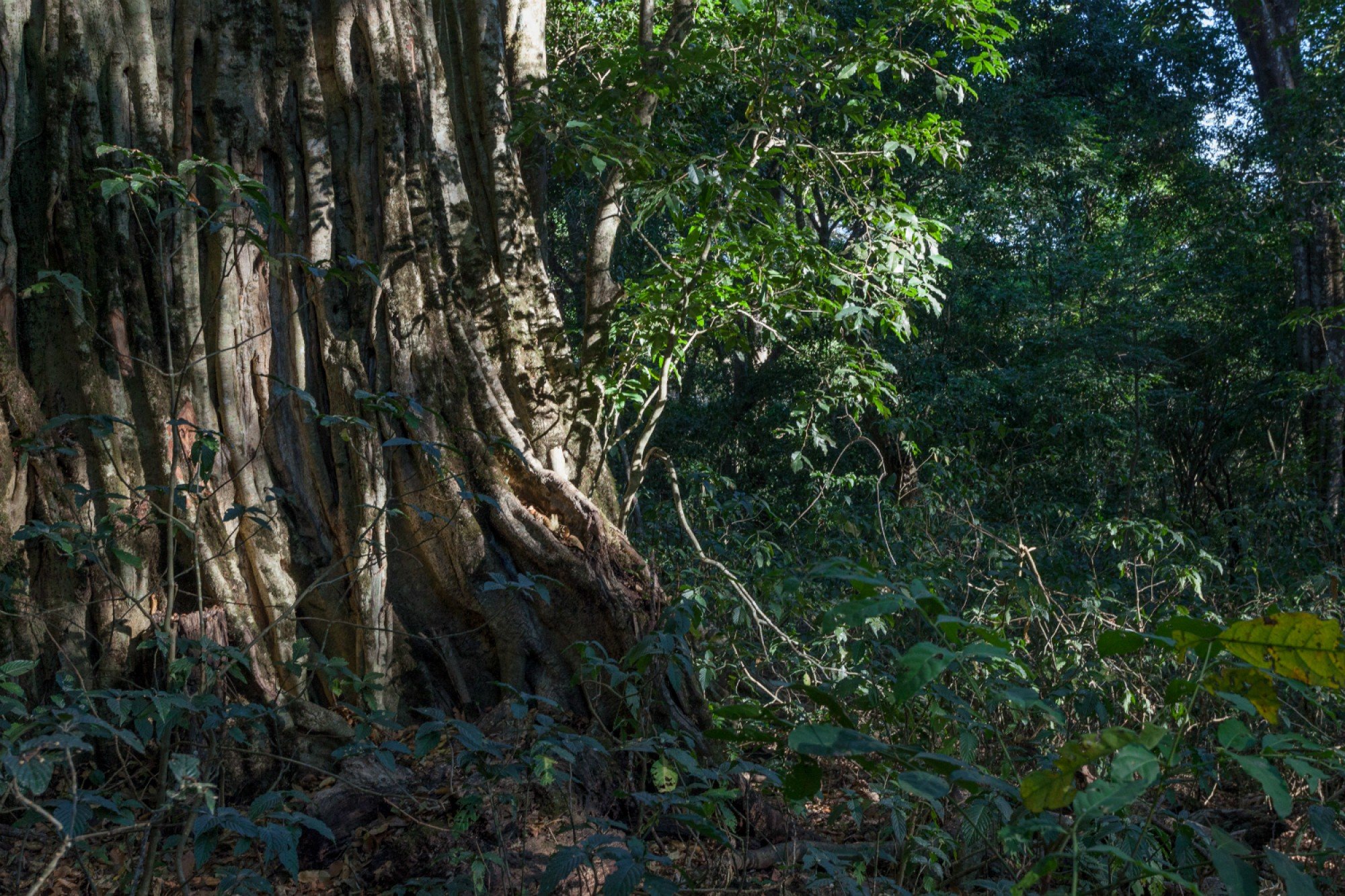 Mangochi Forest Reserve. Photo: © Mike Dexter / African Parks