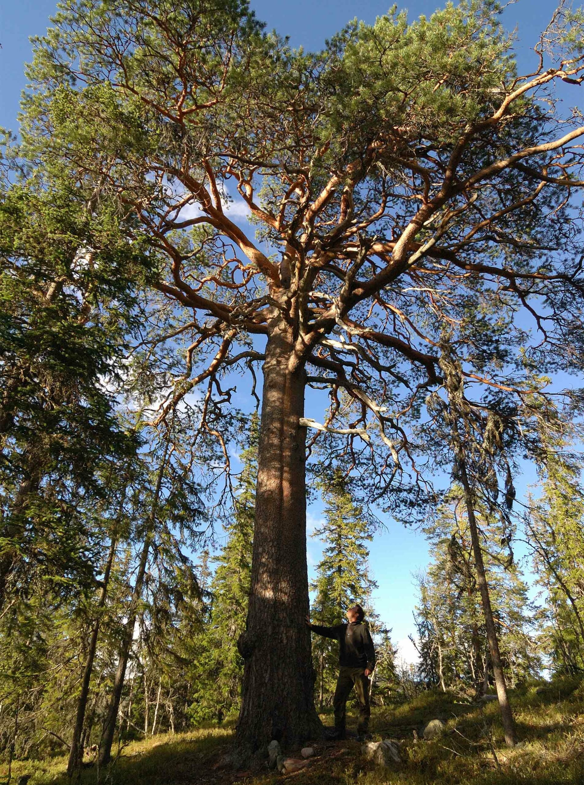 Storfurua. Photo: Storfurua. Foto: Fulufjellet nasjonalpark