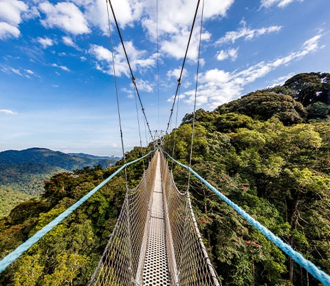 Canopy Walkway