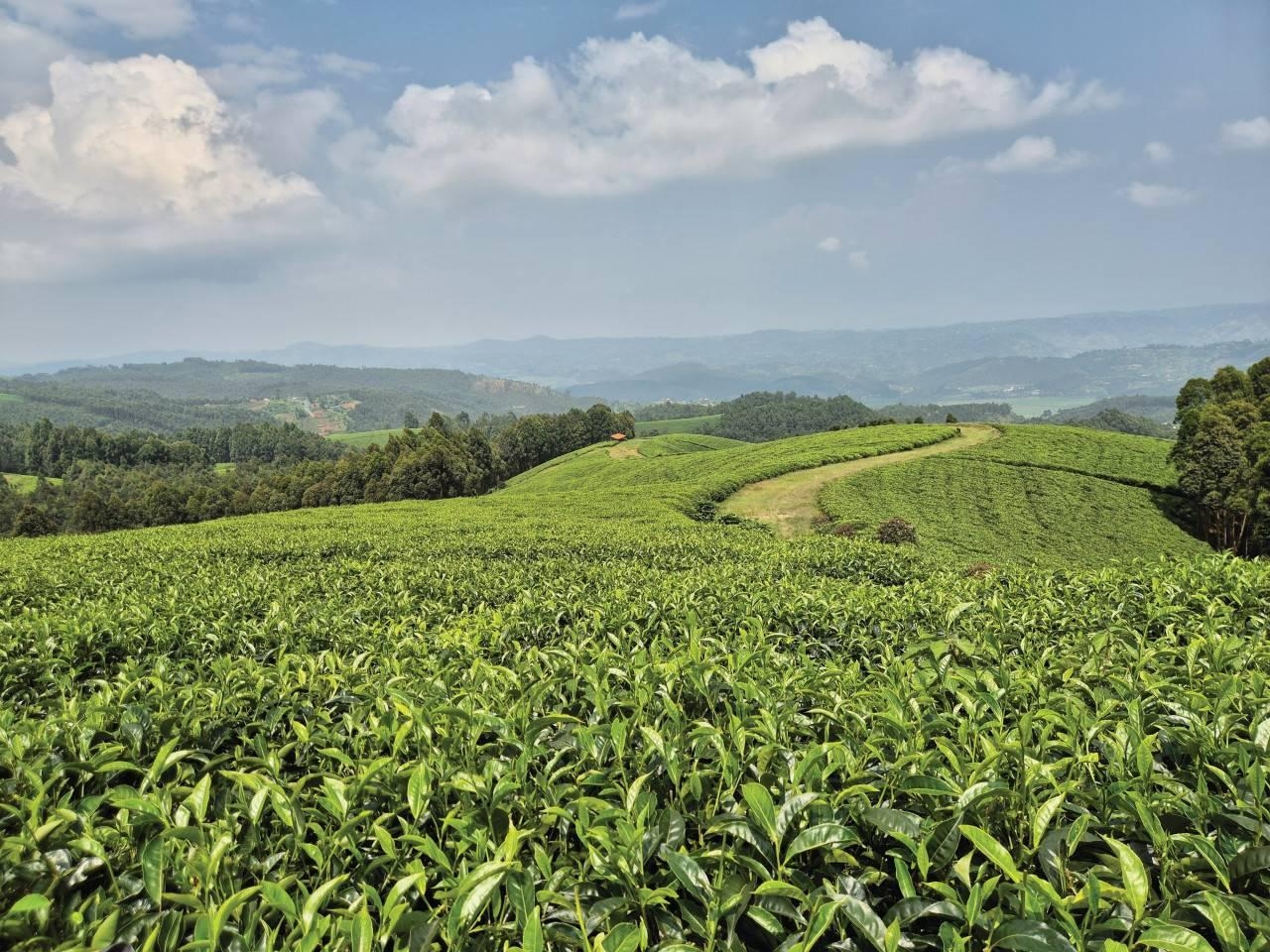 Gisakura Tea Estate