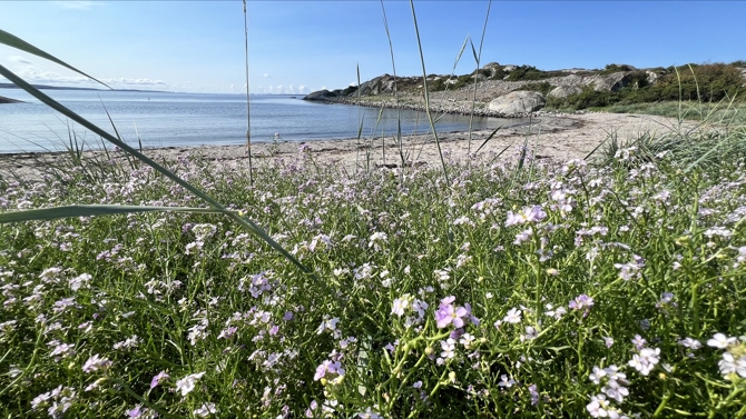 Grønnbauen. Photo: Hvaler.no