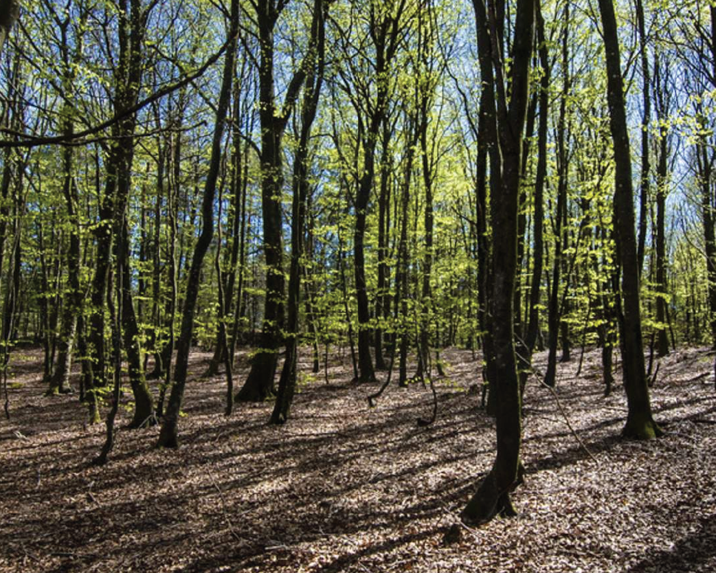 Bøkeskogen Naturreservat ved Søm