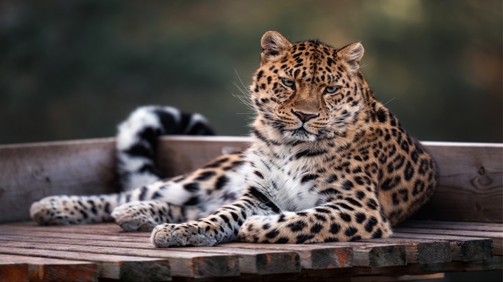 Amurleopard