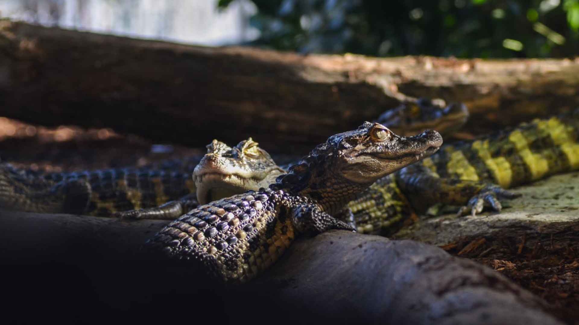 Krokodilleland