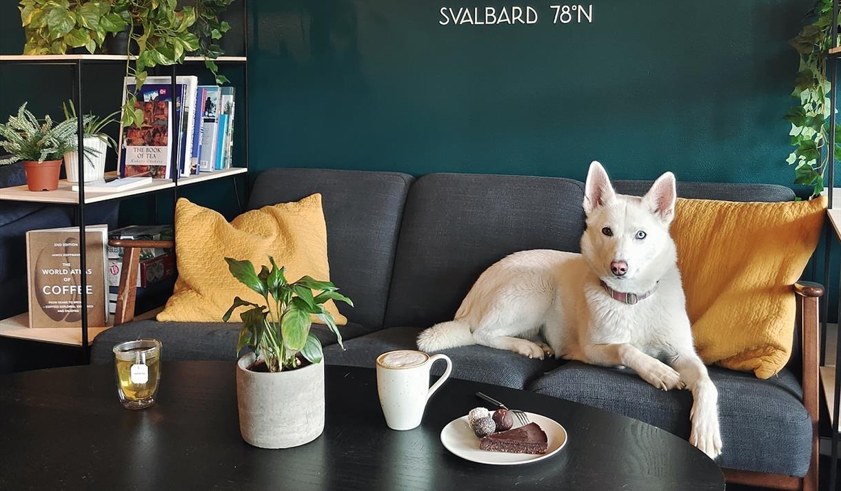 Café Huskies
