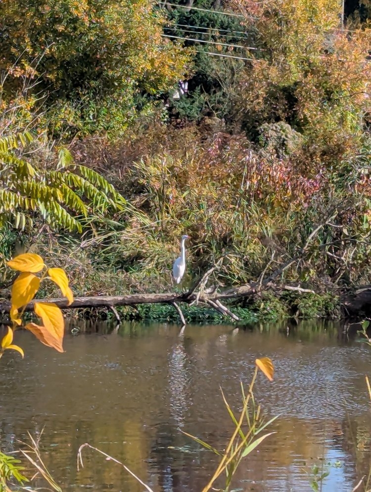 Minthorn Springs Wetland