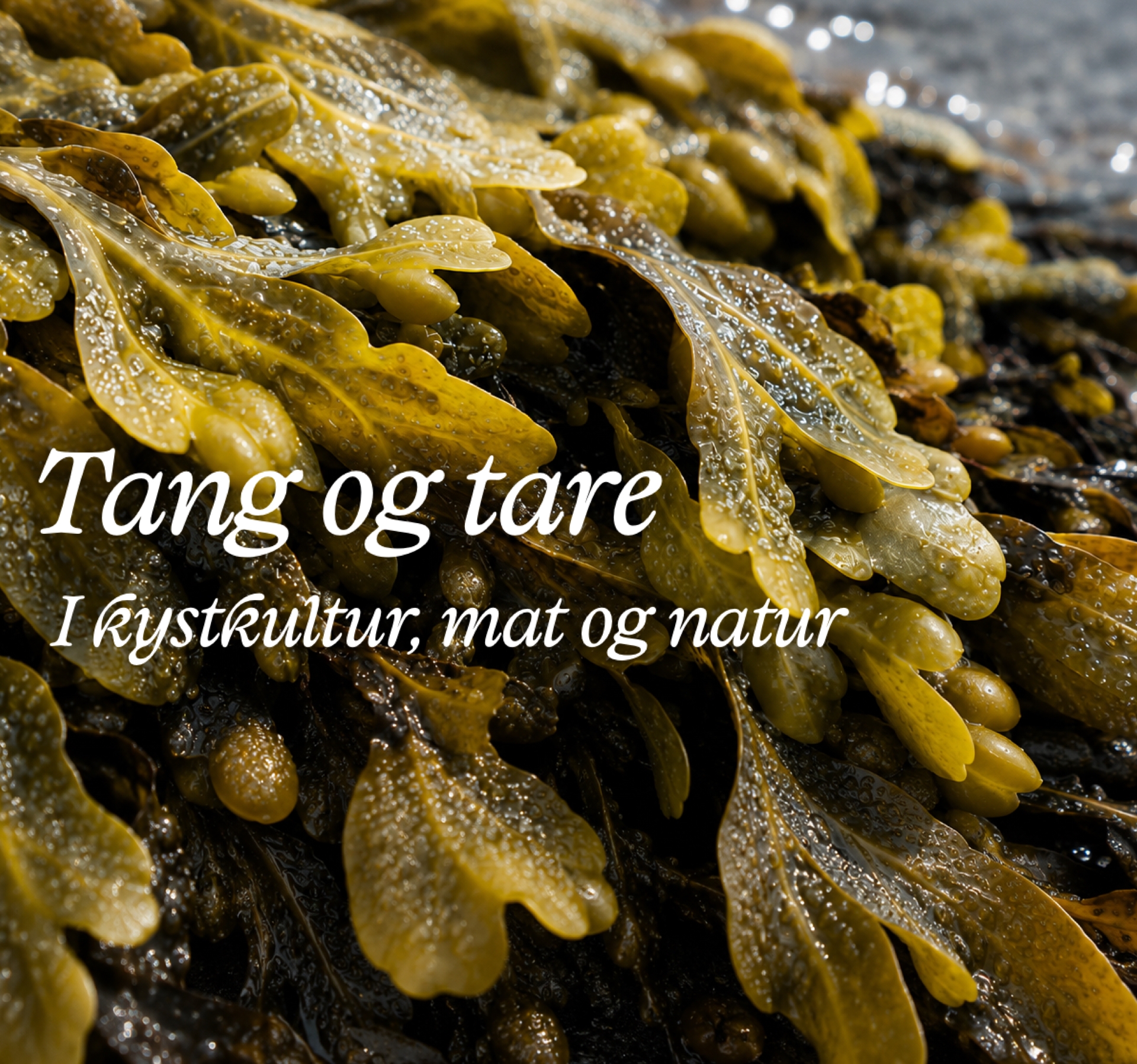 Tang og tare i kystkultur, mat og natur